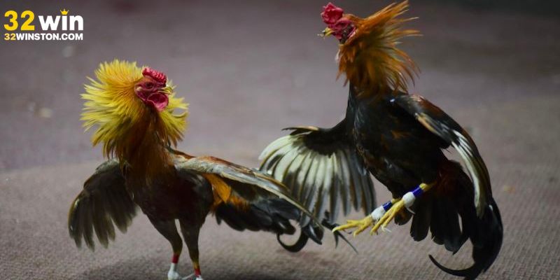 Đá gà cựa dao - khốc liệt  hấp dẫn